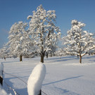 Winter Sonne 2013 _6__jpg-1360450154
