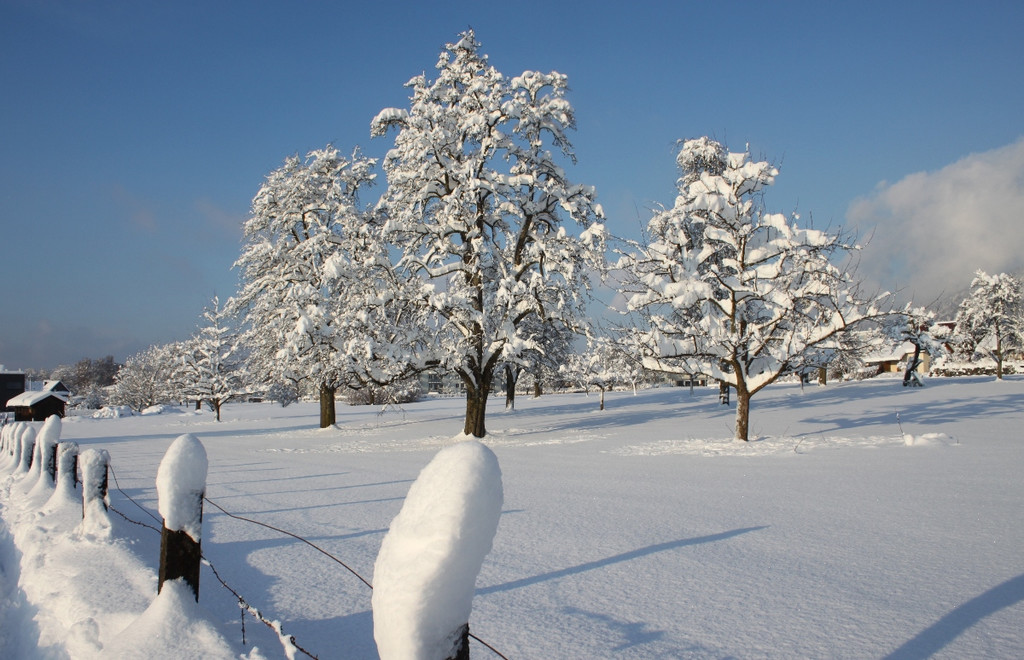 Winter Sonne 2013 _6__jpg-1360450154