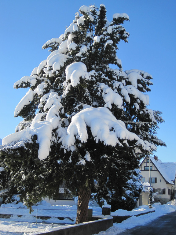 Winterbilder 006_JPG-1360517853