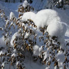IMG_7270_jpg-1360576374