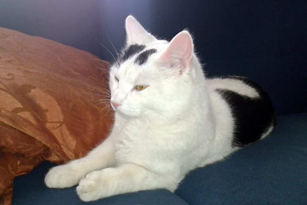 2013-02-11 13_41_56_jpg-1360591655