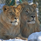 ZooSGB_Loewenpaar_Nala_Eisi.jpg