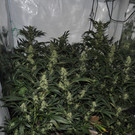 Cannabis-Plantage in Wohnung in Krems ausgehoben