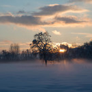 Baum-2t_Web.jpg