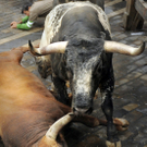 Stierhatz in Pamplona 2009: Wieder Verletzte am Sonntag