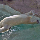 Die liebsten Eisbären im tiergarten Schönbrunn  in Wien