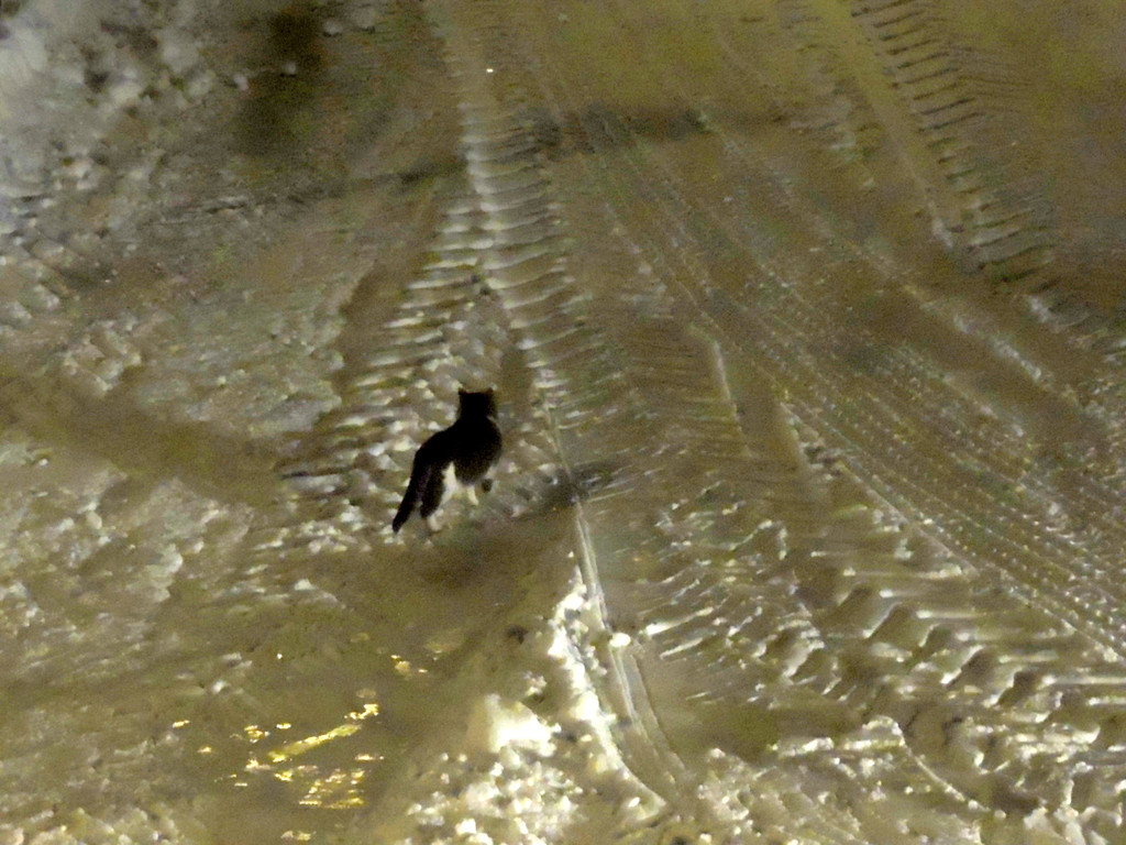 DSCN1024_JPG-1360886744