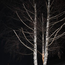 IMG_8263_jpg-1361120426