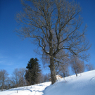 Eichenberg Wintertag 2010 _31_.jpg