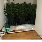 plantage1.jpg
