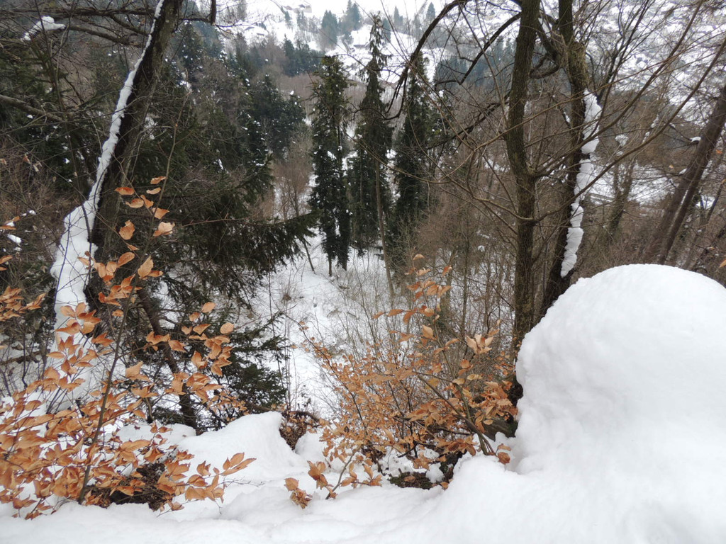 DSCN2121_JPG-1361403820