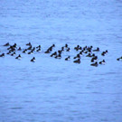      Wasservögel im Winter
