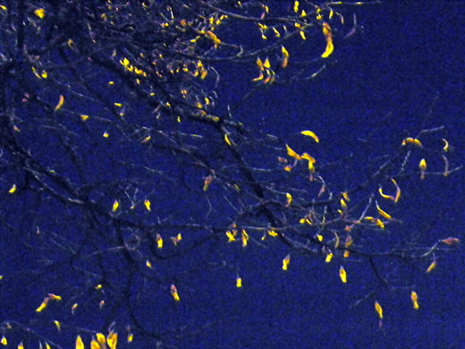 100_4119.jpg
