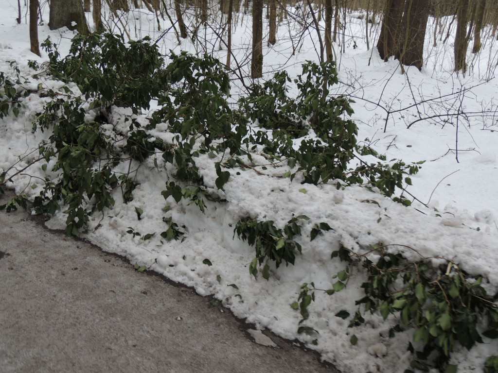 DSCN3390_JPG-1361748772