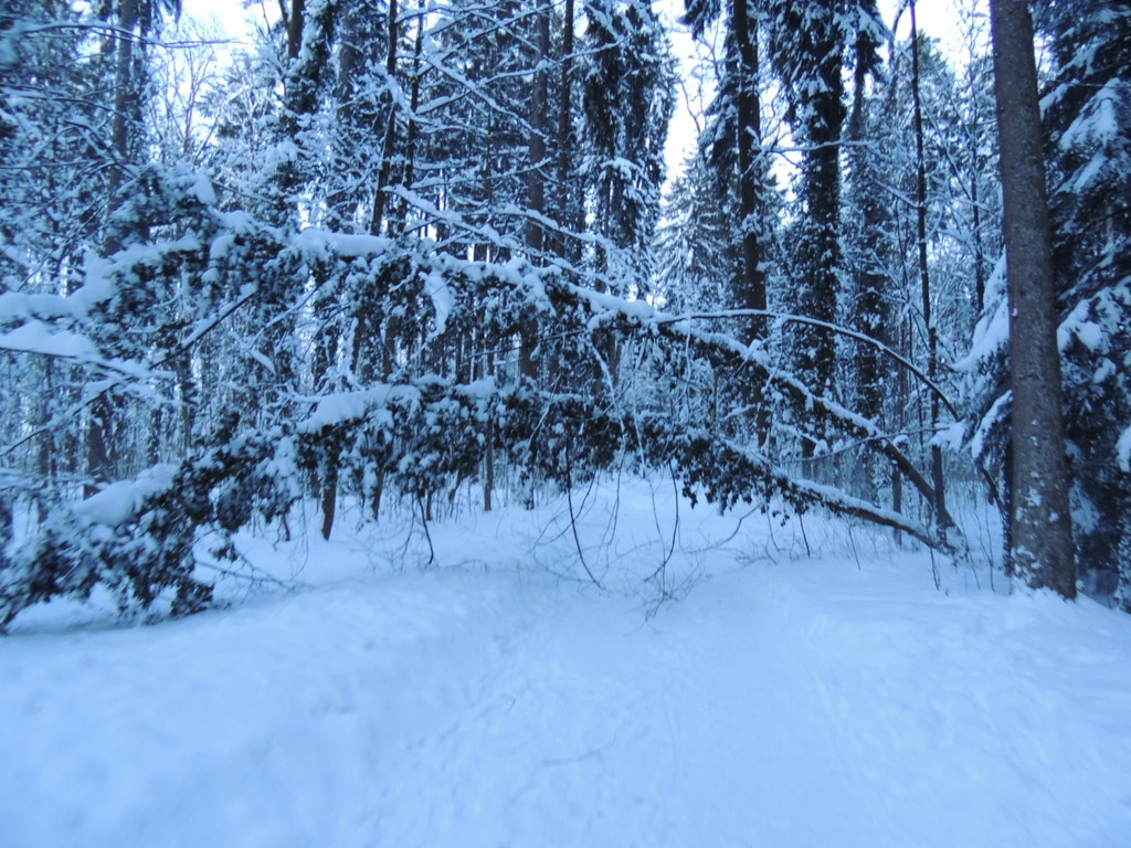 DSCN0995_JPG-1361748757