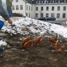 ca_huennerstall7_jpg-1361773990