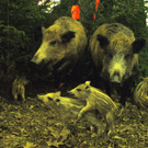 23022013jagdfischsbgat02008aktivnews001154.JPG