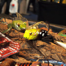 23022013jagdfischsbgat02008aktivnews001075.JPG
