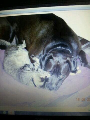 1361278045087_jpg-1361995634