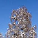 12_DEZ_2012_7_jpg-1362042509