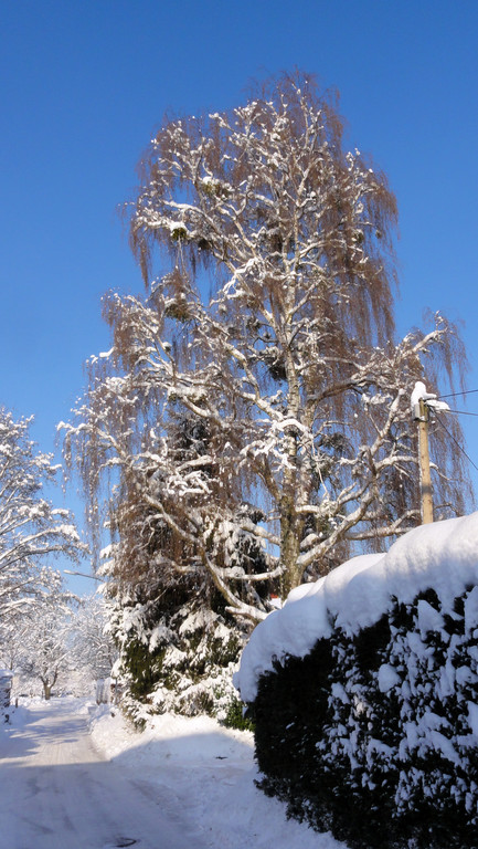 12_DEZ_2012_7_jpg-1362042509