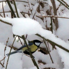 12_DEZ_2012_14_jpg-1362042541