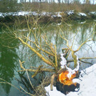 Fleißige Nager am Alten Rhein