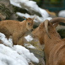 Mähnenspringer-Nachwuchs im Tiergarten Schönbrunn