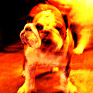 AkleinHundQuaRot_jpg-1362158484