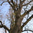 IMG_5495.JPG