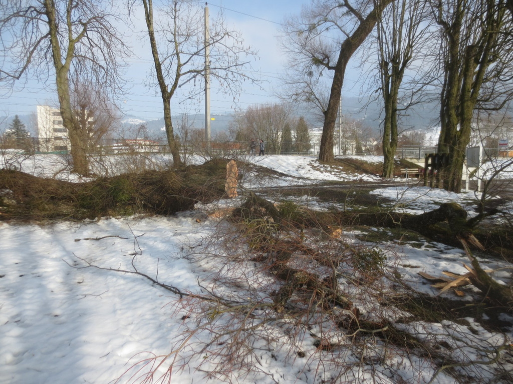 Baumrodungen im Schwarzbad 2013 _8__jpg-1362296123