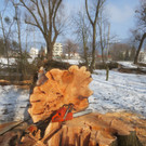Baumrodungen im Schwarzbad 2013 _3__jpg-1362296096