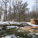Baumrodungen im Schwarzbad 2013 _11__jpg-1362296140