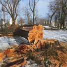 Baumrodungen im Schwarzbad 2013 _1__jpg-1362296086