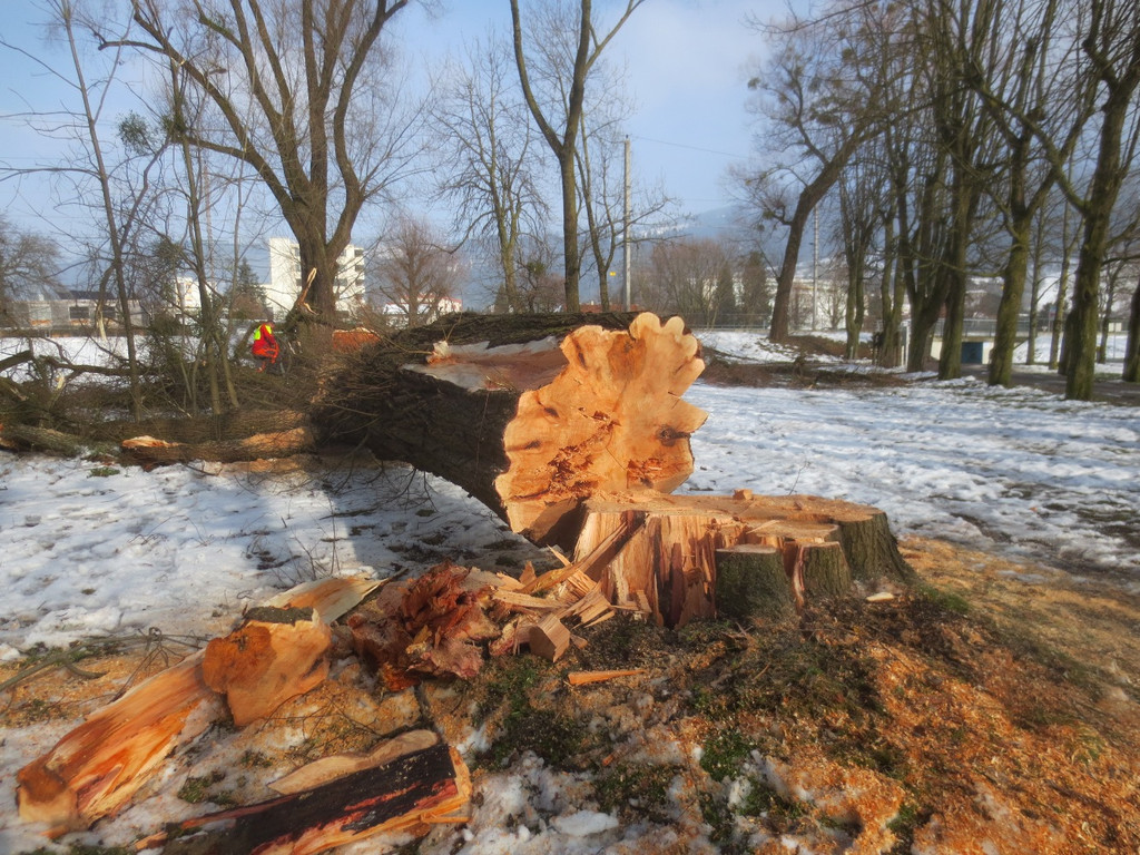 Baumrodungen im Schwarzbad 2013 _1__jpg-1362296086