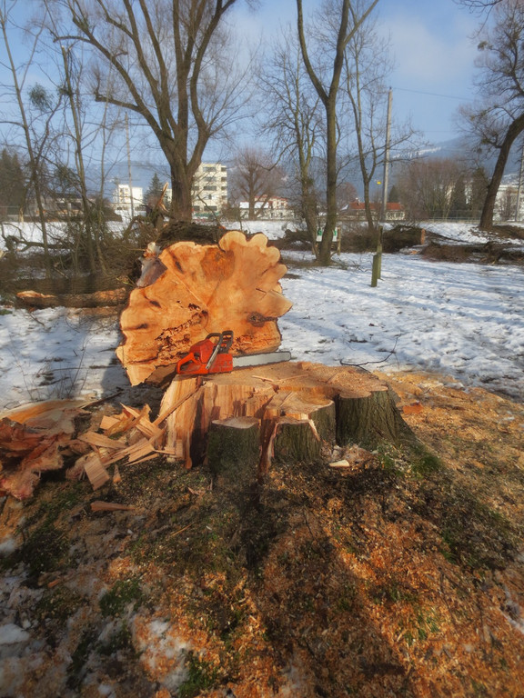 Baumrodungen im Schwarzbad 2013 _4__jpg-1362296102