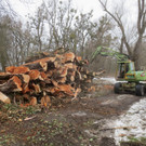 Baumrodungen im Schwarzbad 2013 _16__jpg-1362296171