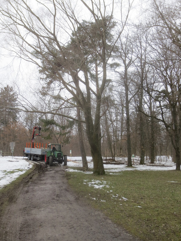 Baumrodungen im Schwarzbad 2013 _25__jpg-1362296220