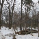 Baumrodungen im Schwarzbad 2013 _26__jpg-1362296226