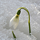 Der Frühling naht