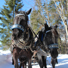 IMG_2209_JPG-1362327901