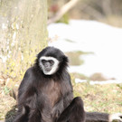 03032013tierparkslz05012aktivnews__020.JPG