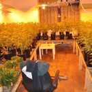 Riesige Indoorplantage in Wohnung in Wien-Leopoldstadt: 4.500 Cannabispflanzen