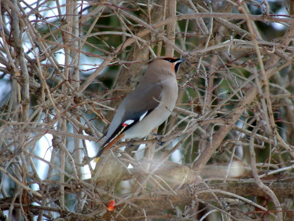 DSCN2318_JPG-1362440735