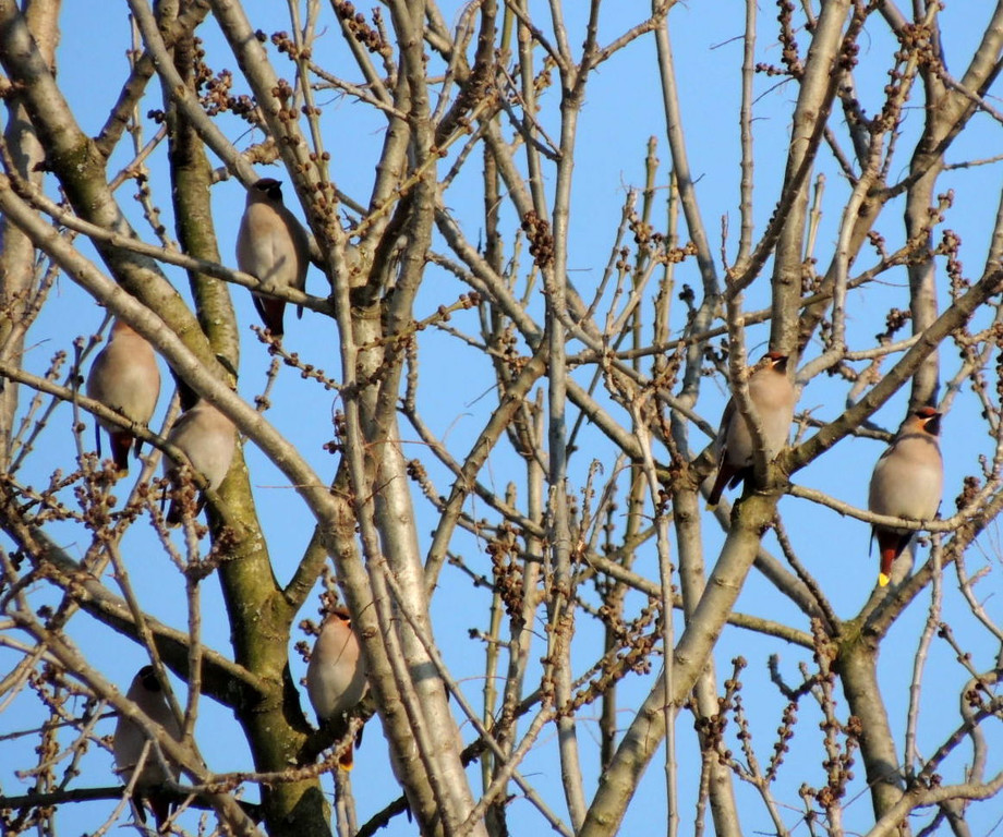 DSCN2328_JPG-1362440742