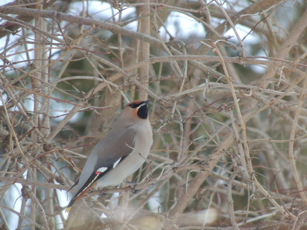 DSCN2320_JPG-1362440739