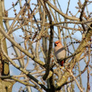 DSCN2360_JPG-1362440761