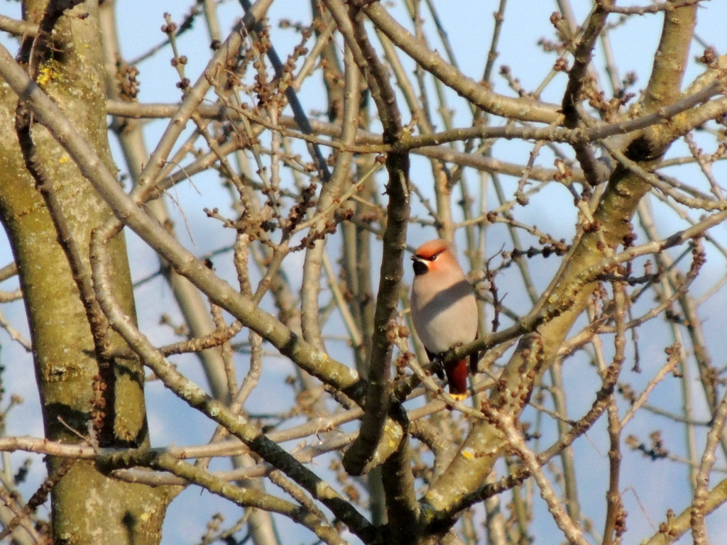 DSCN2360_JPG-1362440761