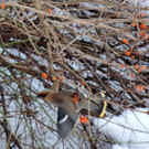 DSCN2394_JPG-1362440776