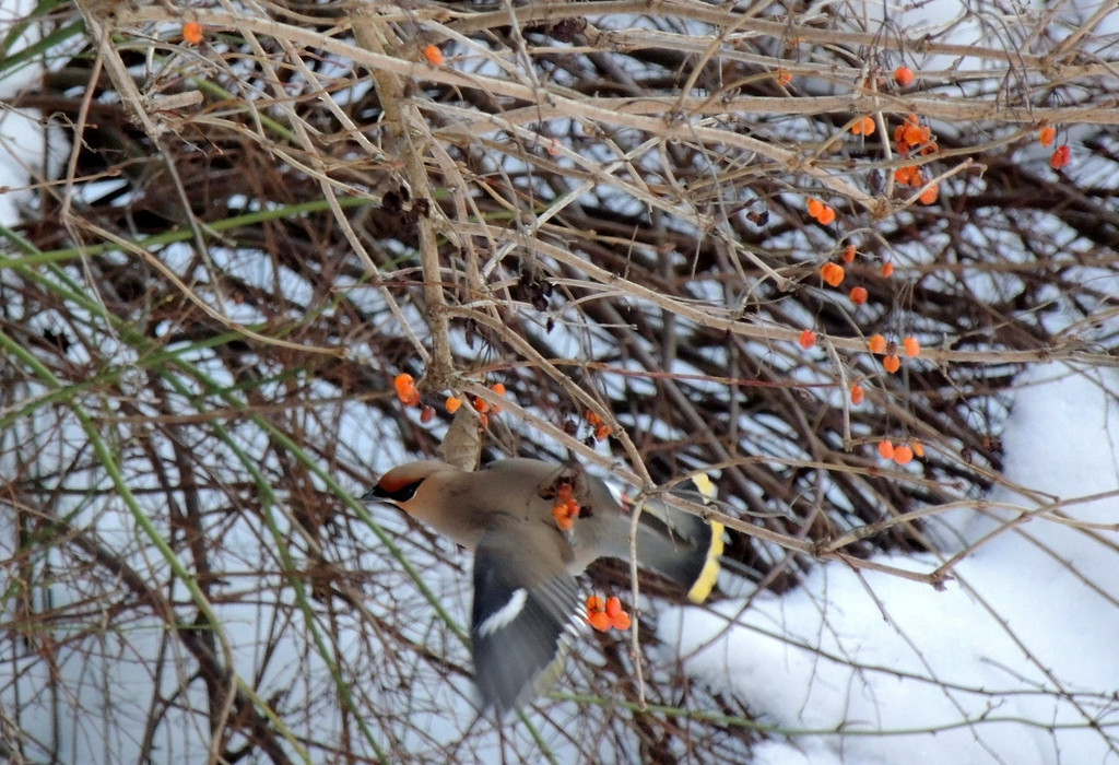 DSCN2394_JPG-1362440776